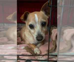 Chihuahua-Unknown Mix Dogs for adoption in Cranston, RI, USA