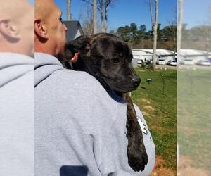 Bulldog Dogs for adoption in Thomasville, NC, USA