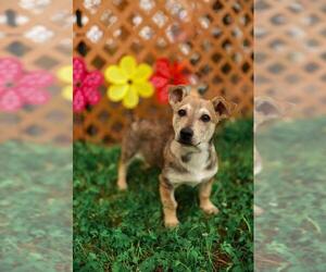 Pembroke Welsh Corgi-Unknown Mix Dogs for adoption in Santa Fe, TX, USA