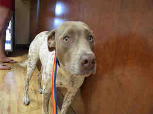 Pointer Dogs for adoption in Pearland, TX, USA