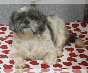 Shih Tzu Dogs for adoption in Orange, CA, USA