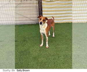 Mutt Dogs for adoption in oakland, FL, USA