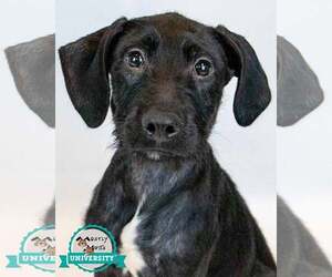 Labrador Retriever-Unknown Mix Dogs for adoption in Kennesaw, GA, USA