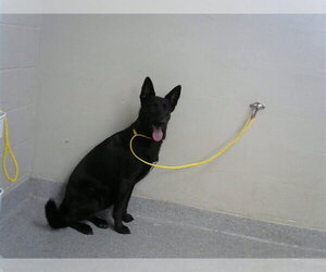 German Shepherd Dog Dogs for adoption in Pasadena, TX, USA