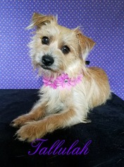 Cairwich Terrier Dogs for adoption in Lytle, TX, USA
