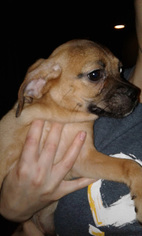Puggle Dogs for adoption in Commerce, GA, USA