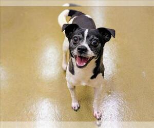Chihuahua Dogs for adoption in Moreno Valley, CA, USA