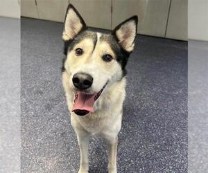 Huskies -Unknown Mix Dogs for adoption in Anchorage, AK, USA