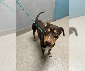Border Collie-Unknown Mix Dogs for adoption in Las Vegas, NV, USA