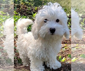 Maltipoo Dogs for adoption in Cumming, GA, USA