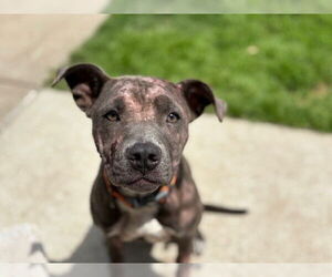 American Pit Bull Terrier-Unknown Mix Dogs for adoption in Tulsa, OK, USA