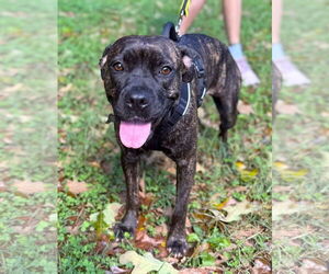 American Staffordshire Terrier-Boxer Mix Dogs for adoption in Arlington, VA, USA