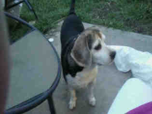 Beagle Dogs for adoption in San Antonio, TX, USA