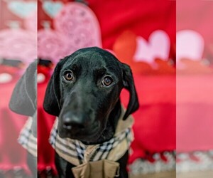 Labrador Retriever-Unknown Mix Dogs for adoption in Smyrna, GA, USA