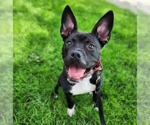 American Pit Bull Terrier-Unknown Mix Dogs for adoption in Minneapolis, MN, USA