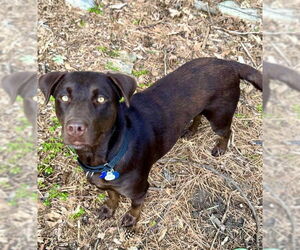 Chocolate Labrador retriever-Unknown Mix Dogs for adoption in Minneapolis, MN, USA