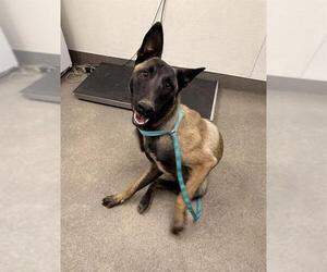 Mutt Dogs for adoption in HESPERIA, CA, USA