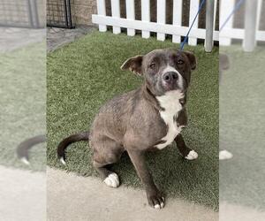 Mutt Dogs for adoption in Modesto, CA, USA