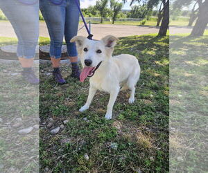 Golden Retriever-Unknown Mix Dogs for adoption in Las Vegas, NM, USA
