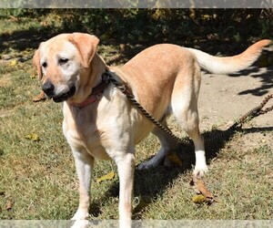 Labrador Retriever Dogs for adoption in Rowayton, CT, USA