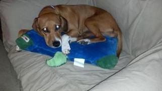View Ad Beagle Mountain Cur Mix Dog For Adoption Near - 