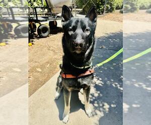 Mutt Dogs for adoption in Santa Maria, CA, USA