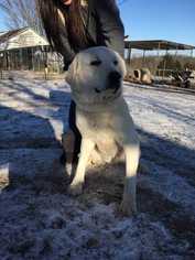 Great Pyrenees Dogs for adoption in Foristell, MO, USA