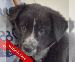 Mutt Dogs for adoption in Huntley, IL, USA