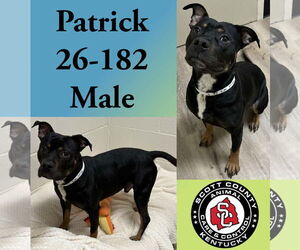 Mutt Dogs for adoption in Georgetown, KY, USA