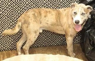 Catahoula Leopard Dog Dogs for adoption in Rossville, TN, USA