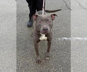 Mutt Dogs for adoption in Louisville, KY, USA