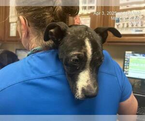 American Pit Bull Terrier-Unknown Mix Dogs for adoption in Ocala, FL, USA