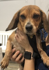 Beagle Dogs for adoption in Newfield, NJ, USA