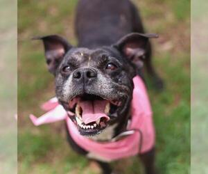 Mutt Dogs for adoption in San Antonio, TX, USA