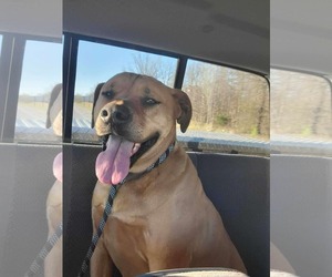 Mastiff Dogs for adoption in Poplar Bluff, MO, USA