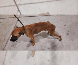 Black Mouth Cur-Unknown Mix Dogs for adoption in Texas City, TX, USA