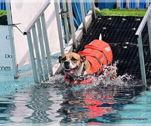 Bulloxer Dogs for adoption in Ocala, FL, USA