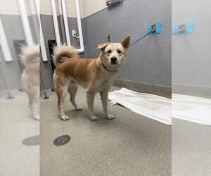 Akita-German Shepherd Dog Mix Dogs for adoption in Las Vegas, NV, USA