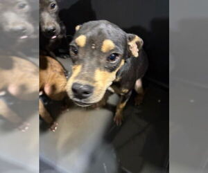 Chihuahua Dogs for adoption in Bakersfield, CA, USA