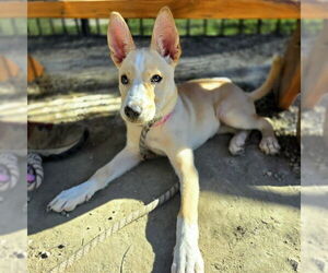 Basenji Dogs for adoption in Long Beach, CA, USA
