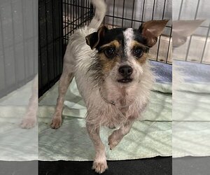 Jack Russell Terrier Dogs for adoption in Oak Bluffs, MA, USA