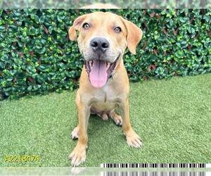 Boxer Dogs for adoption in West Palm Beach, FL, USA