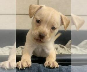 Chihuahua-Retriever  Mix Dogs for adoption in Eureka Springs, AR, USA
