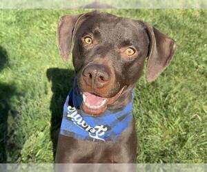 Labrador Retriever-Unknown Mix Dogs for adoption in Pueblo, CO, USA