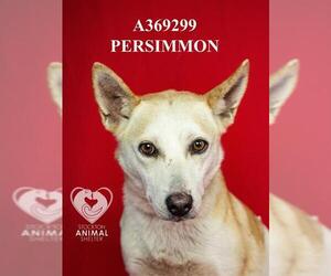 Mutt Dogs for adoption in Stockton, CA, USA