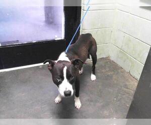 American Pit Bull Terrier-Unknown Mix Dogs for adoption in Tulsa, OK, USA