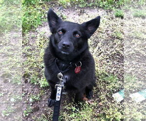 Schipperke-Unknown Mix Dogs for adoption in Wakefield, RI, USA