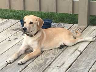 Labrador Retriever Dogs for adoption in Livonia, MI, USA