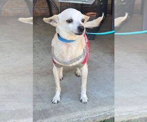 Chihuahua Dogs for adoption in Alexander, AR, USA