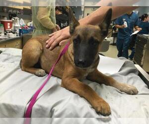 German Shepherd Dog-Unknown Mix Dogs for adoption in Riverside, CA, USA